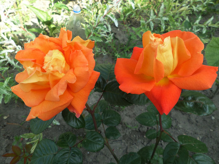 SAM_5870 - Trandafirii mei 2014