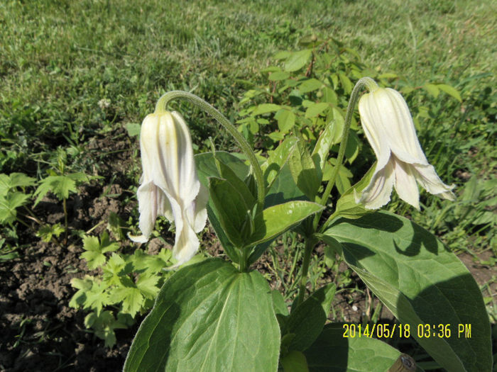 hakuree - Clematitele mele