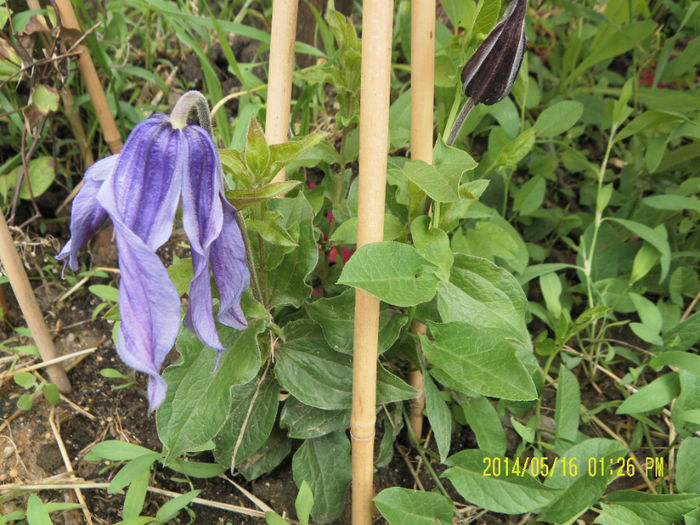 Little Artist - Clematitele mele