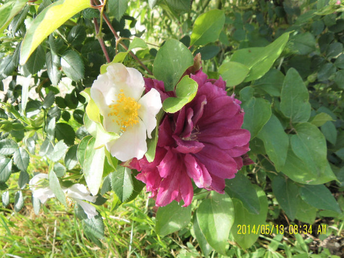 Red Star - Clematitele mele