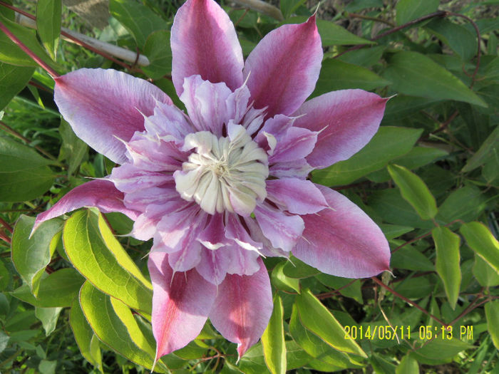 SAM_1908 - Clematitele mele