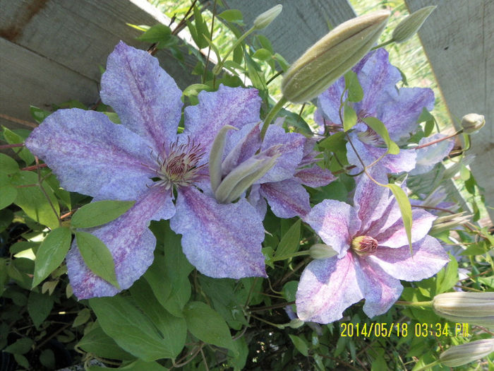 SAM_2068 - Clematitele mele