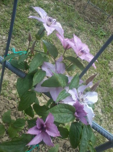 Hagley Hybrid