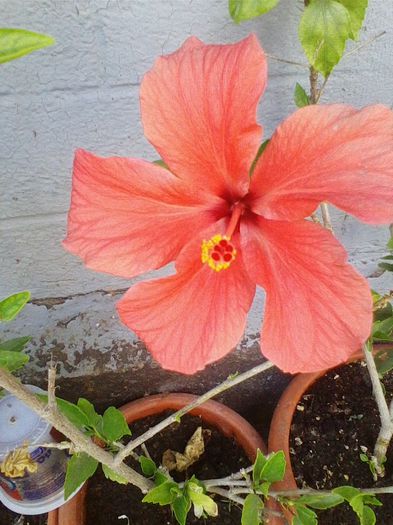 cairo red - hibiscusi 2014