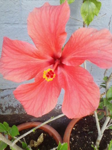 IMG_20140526_180710 - hibiscusi 2014