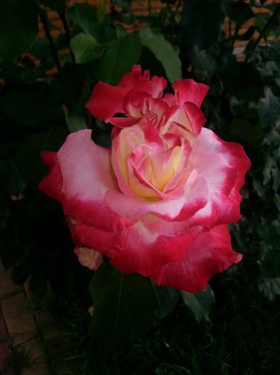 20140523_185432 - trandafiri 2014