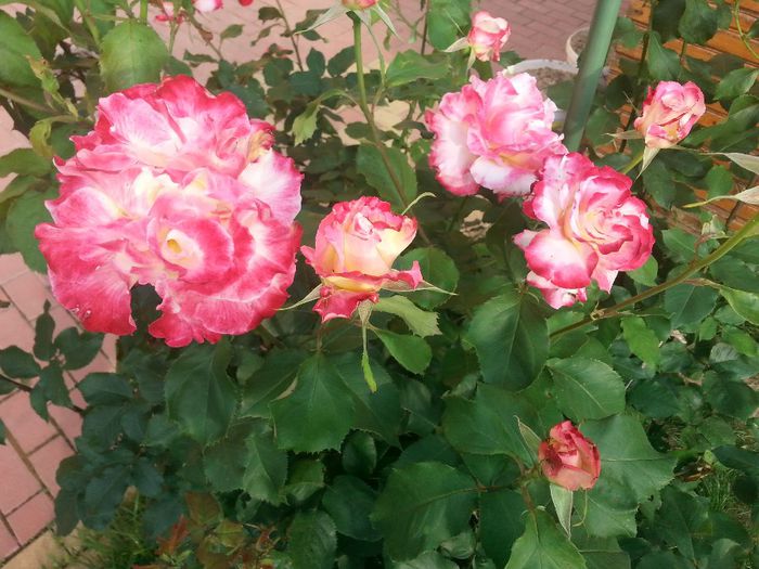 20140523_185440 - trandafiri 2014