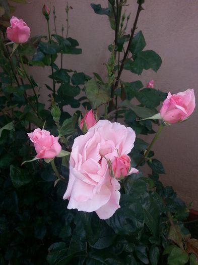 20140523_185714 - trandafiri 2014