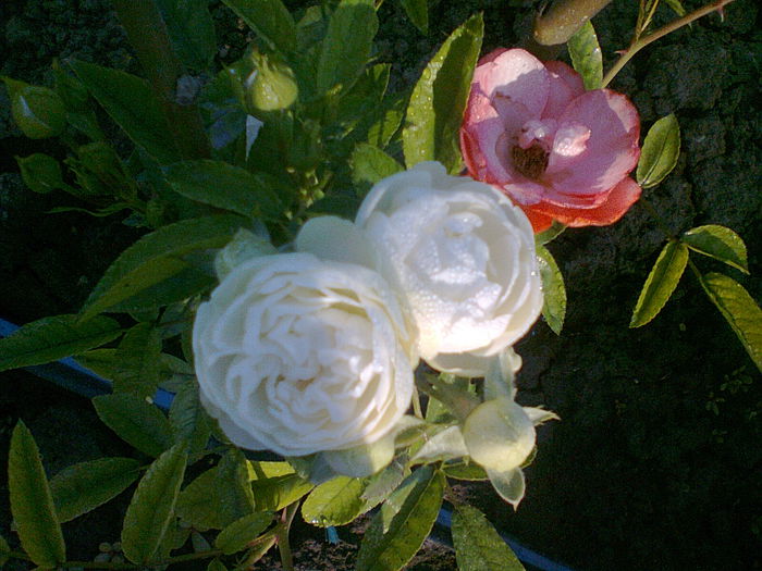 morzdag alb, multumesc cristina ! - trandafiri plantati in toamna 2013