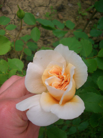 'Tea Clipper' • Ausrover; Shrub.  English Rose Collection.  Bred by David Austin (United Kingdom, 1998).
