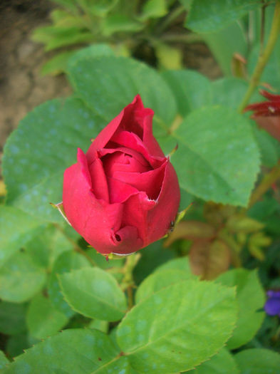 'Ascot' • Askot ® • TAN01757; Hybrid Tea, Shrub.  Bred by Hans Jürgen Evers (Germany, 2007).
