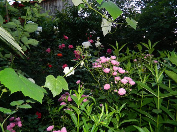 DSCN0361 - MAI_2_2014