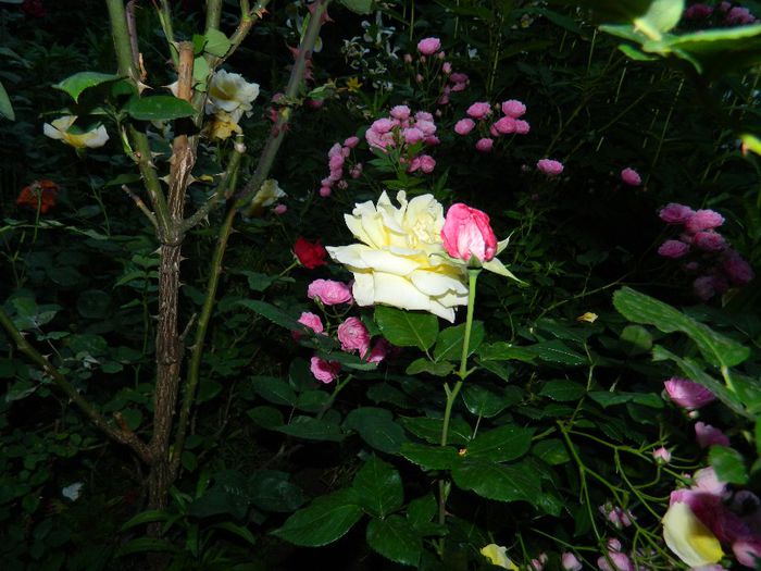 DSCN0365 - MAI_2_2014