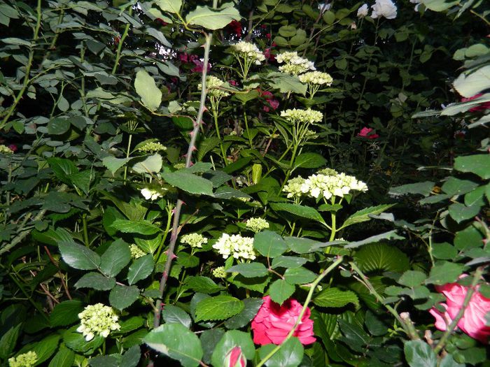 DSCN0368 - MAI_2_2014