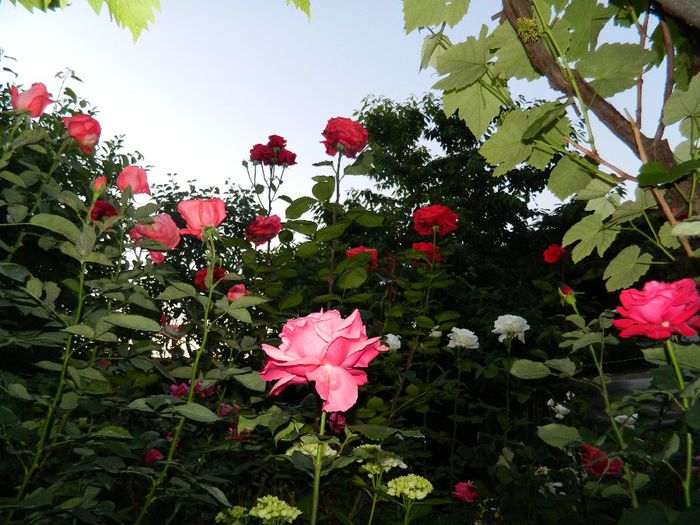 DSCN0369 - MAI_2_2014