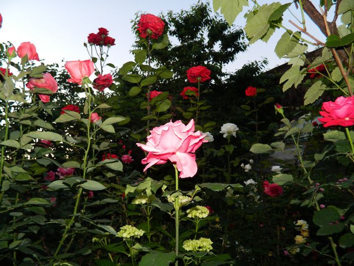 DSCN0370 - MAI_2_2014