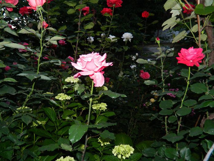 DSCN0371 - MAI_2_2014