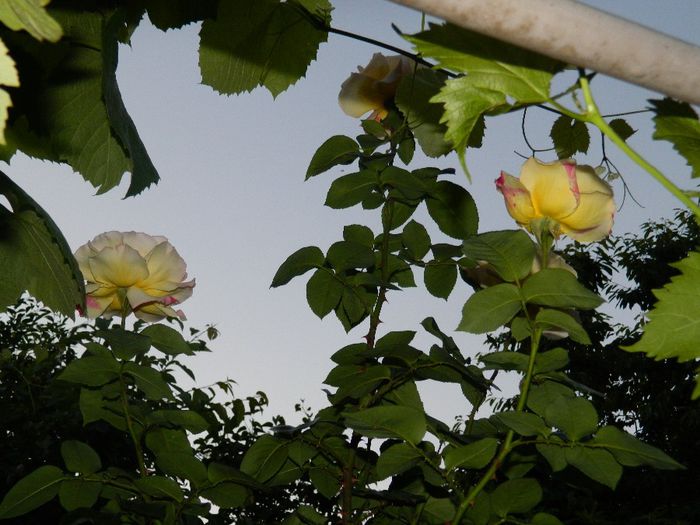 DSCN0378 - MAI_2_2014