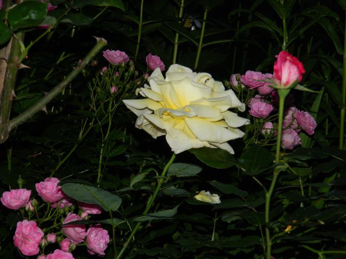 DSCN0382 - MAI_2_2014