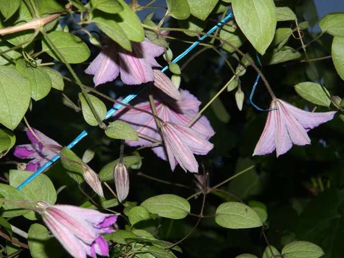 DSCN0384 - MAI_2_2014