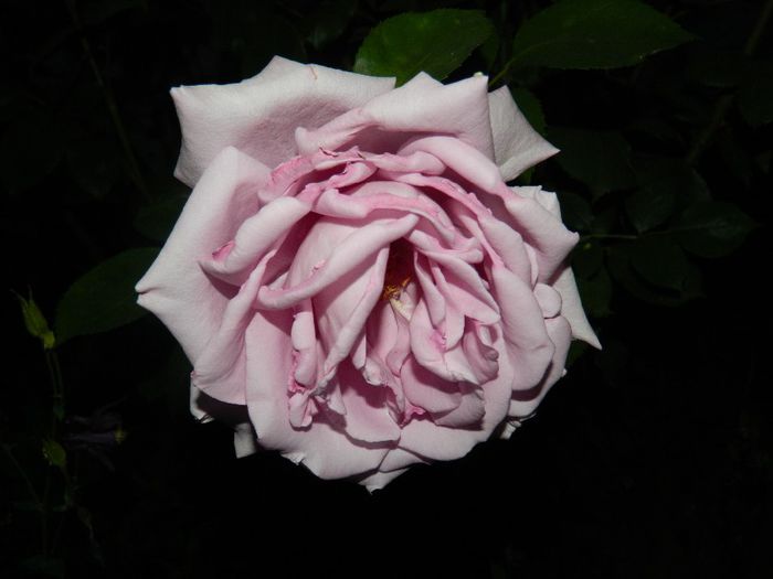 DSCN0386 - MAI_2_2014