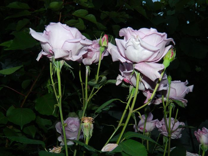 DSCN0387 - MAI_2_2014