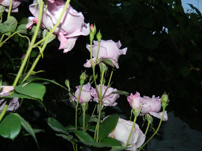 DSCN0388 - MAI_2_2014