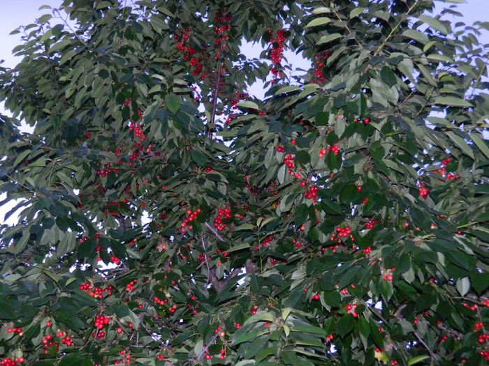 DSCN0392 - MAI_2_2014