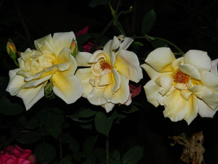 DSCN0402 - MAI_2_2014