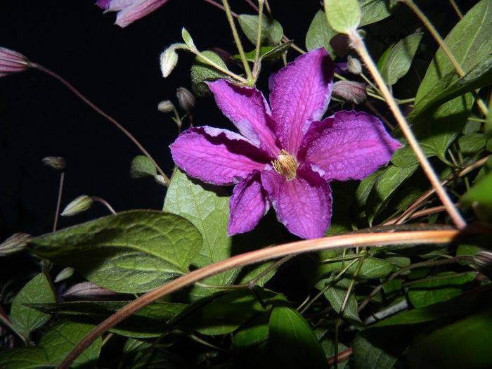 DSCN0425 - MAI_2_2014