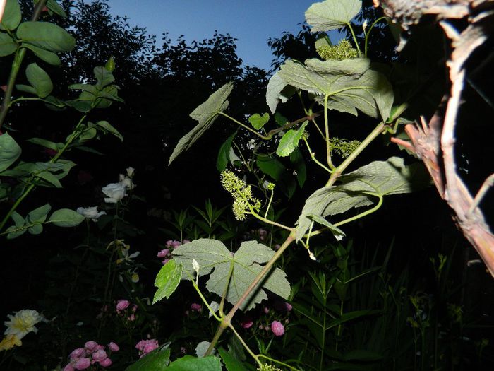 DSCN0428 - MAI_2_2014