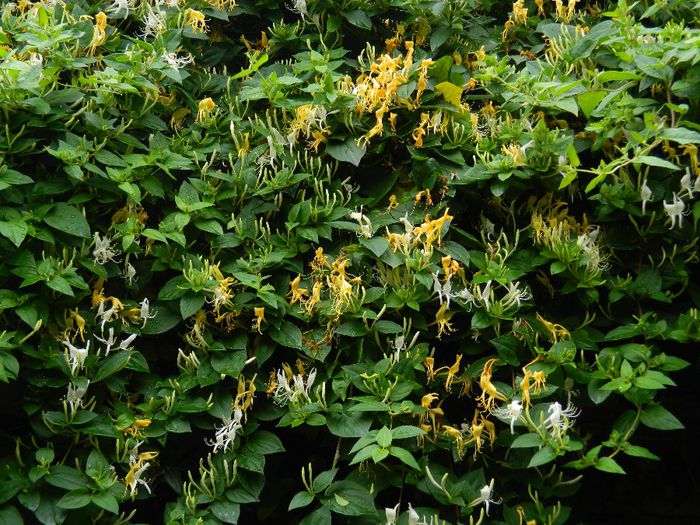 DSCN0454 - MAI_2_2014