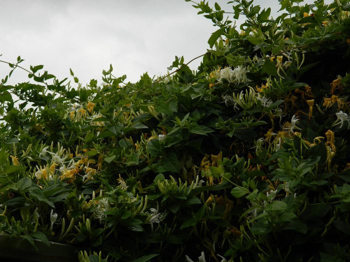 DSCN0455 - MAI_2_2014