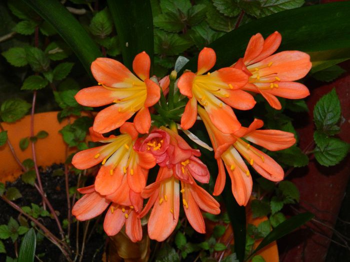 DSCN0456 - MAI_2_2014