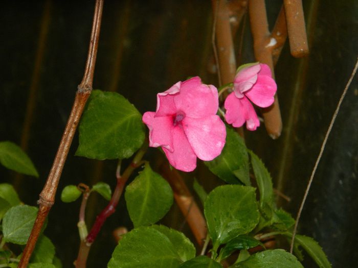 DSCN0457 - MAI_2_2014