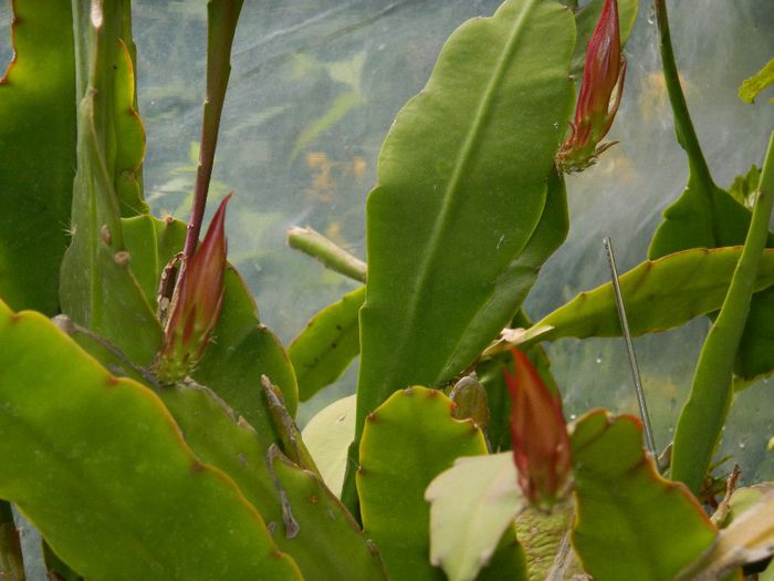 DSCN0458 - MAI_2_2014