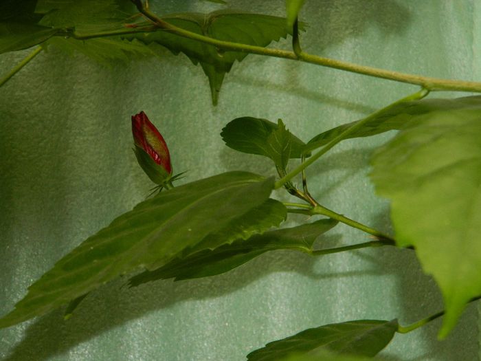 DSCN0464 - MAI_2_2014