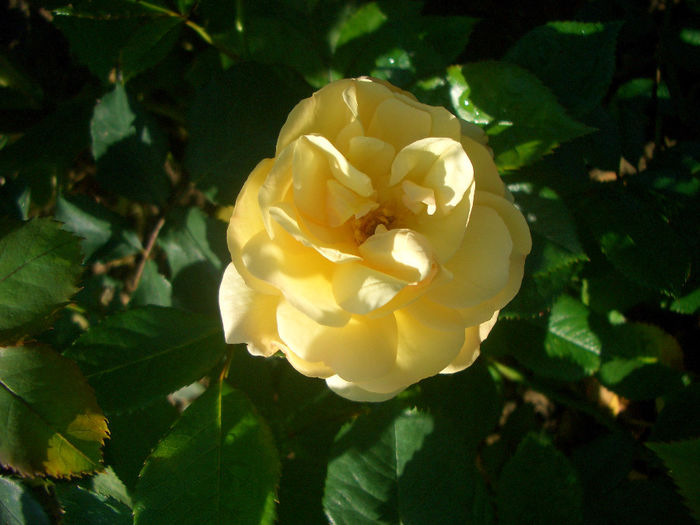 'Sonnenschirm'  • Broadlands • Canicule ® • Creme Brulee • Golden Touch • Sun Umbrella • TANmirsch; Floribunda, Hybrid Rugosa, Shrub.  Bred by Hans Jürgen Evers (Germany, 1994).
