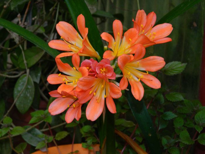 DSCN0469 - MAI_2_2014