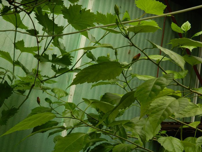 DSCN0470 - MAI_2_2014