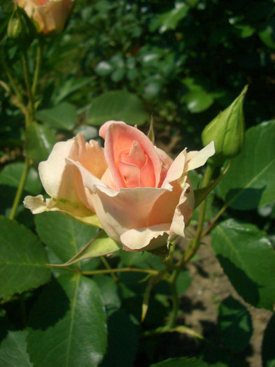 'Rokoko'• TANokor; Shrub.  Bred by Hans Jürgen Evers (Germany, 1987).
