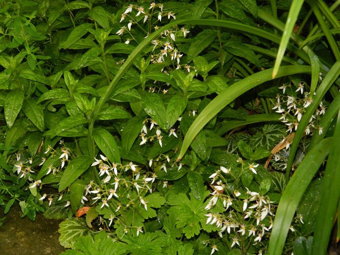 DSCN0472 - MAI_2_2014