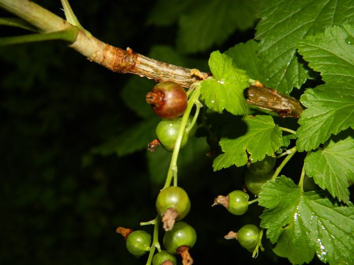 DSCN0476 - MAI_2_2014