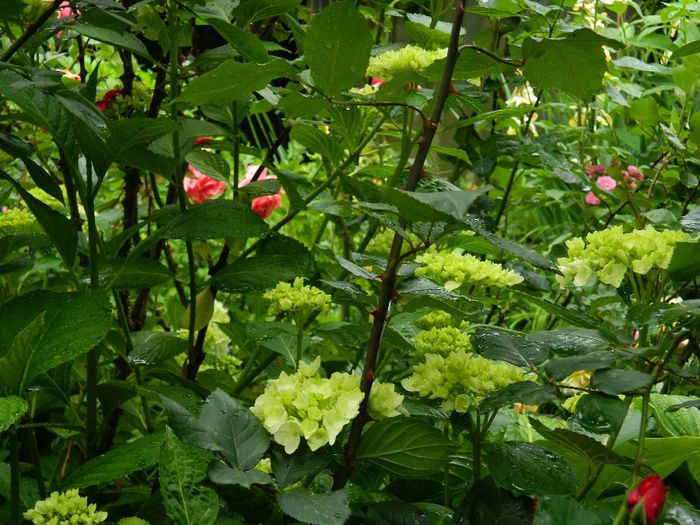 DSCN0477 - MAI_2_2014