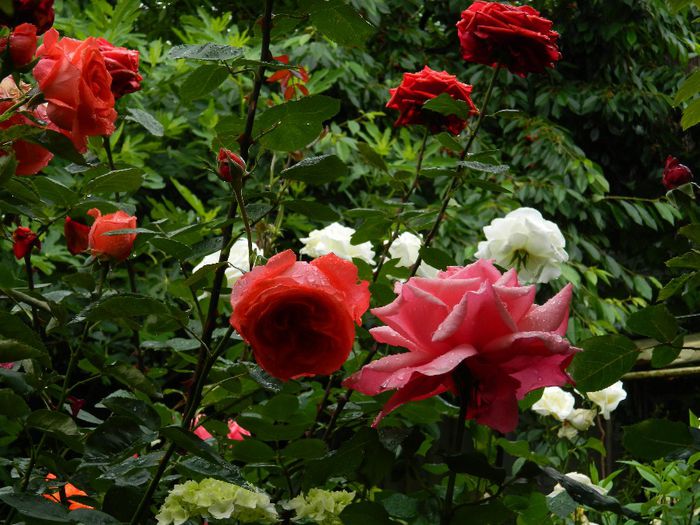 DSCN0478 - MAI_2_2014