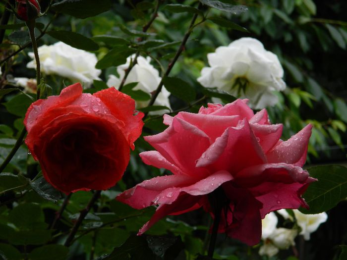 DSCN0479 - MAI_2_2014