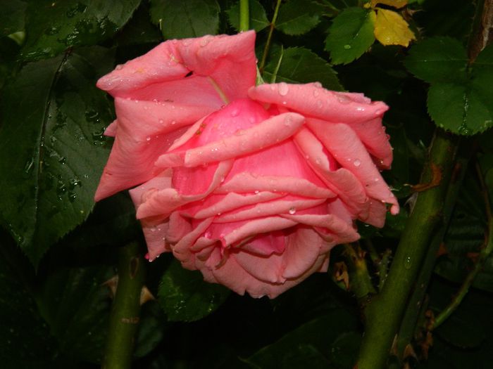 DSCN0480 - MAI_2_2014