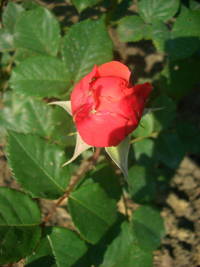 'Mary Ann ®'; Floribunda.  Bred by Christian Evers (Germany, before 2010).
