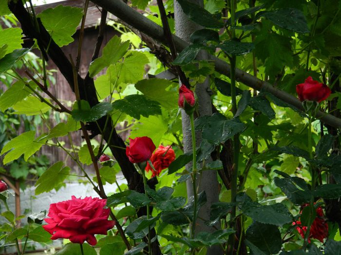 DSCN0484 - MAI_2_2014