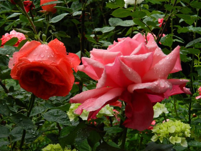 DSCN0485 - MAI_2_2014